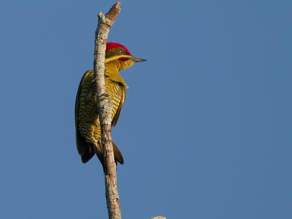 Bronsspecht (Piculus chrysochloros)